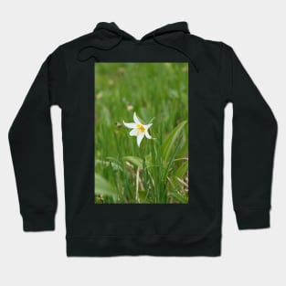 White avalanche lily flower (Erythronium montanum) Hoodie